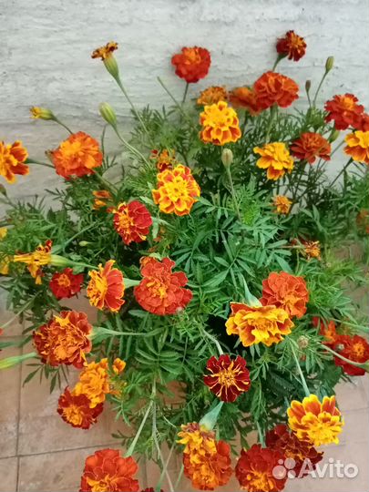 Букет из бархоток