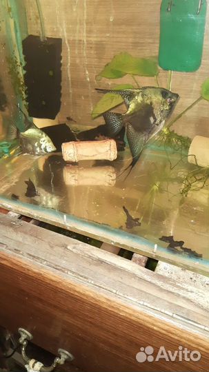 Скалярия Пиной