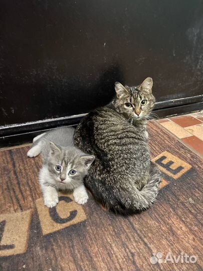 Котята в добрые руки