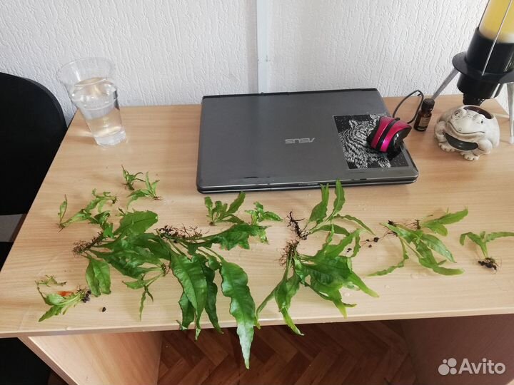 Аквариумные растения