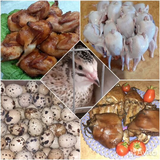 Мясо и яйца перепелов