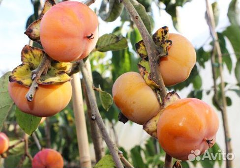 Павловния, 3-летки самовывоз