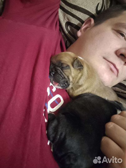 Французский бульдог щенки