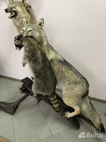 Чучело волка