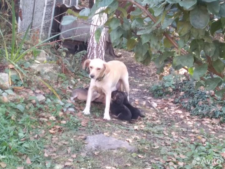 Щенки в добрые руки