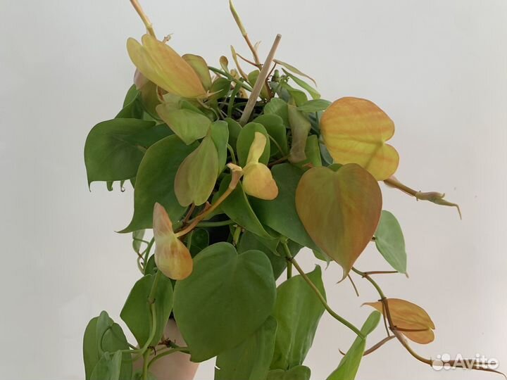 Филодендрон лемон лайм