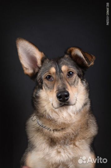 Смышлённый Джефри