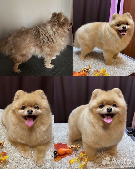 Стрижка собак и кошек