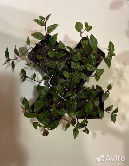 Неприхотливые цветы за корм для бездомных котиков