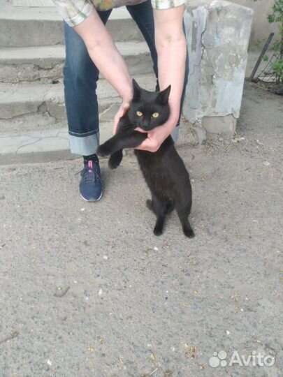 Кот в добрые руки