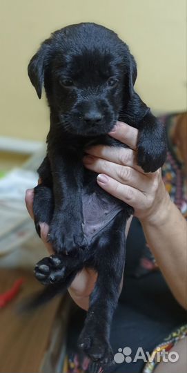 Щенки лабрадора