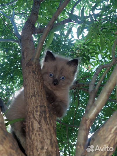 Котята