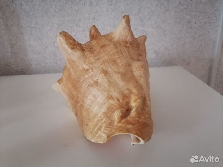 Ракушка морская большая