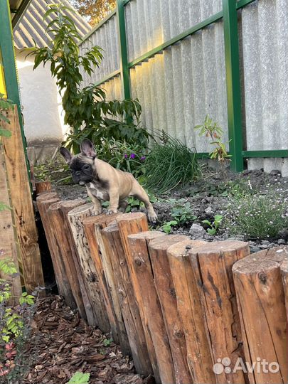 Девочка французский бульдог