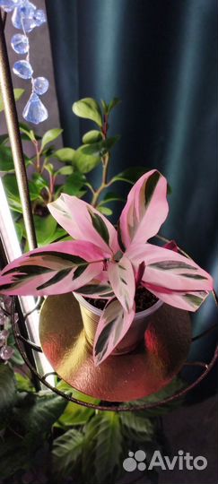 Строманта триколор