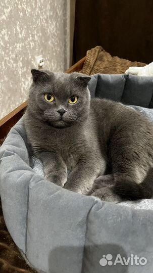 Продам котят