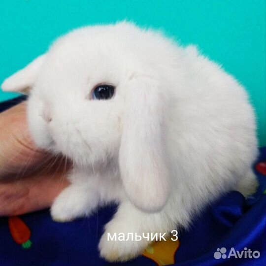 Кролики самые лучшие И красивые привиты ручные