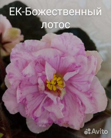 Фиалки махровые