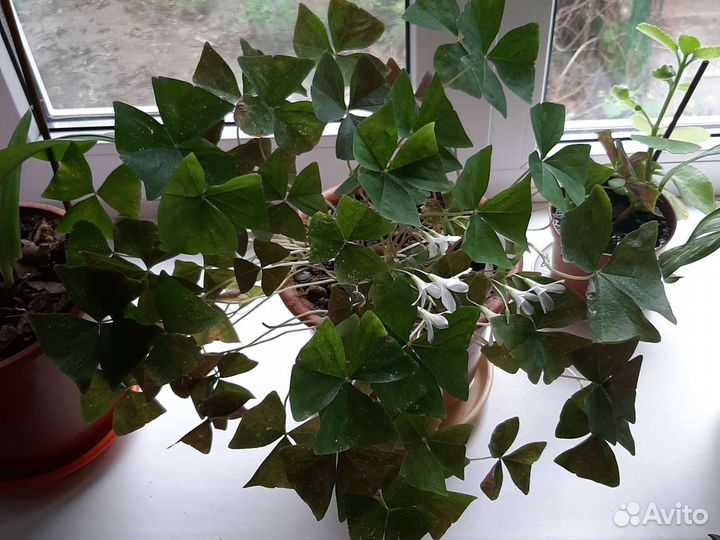 Кислица оксалис