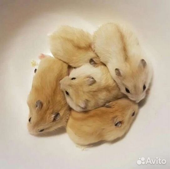 Цветные джунгарики