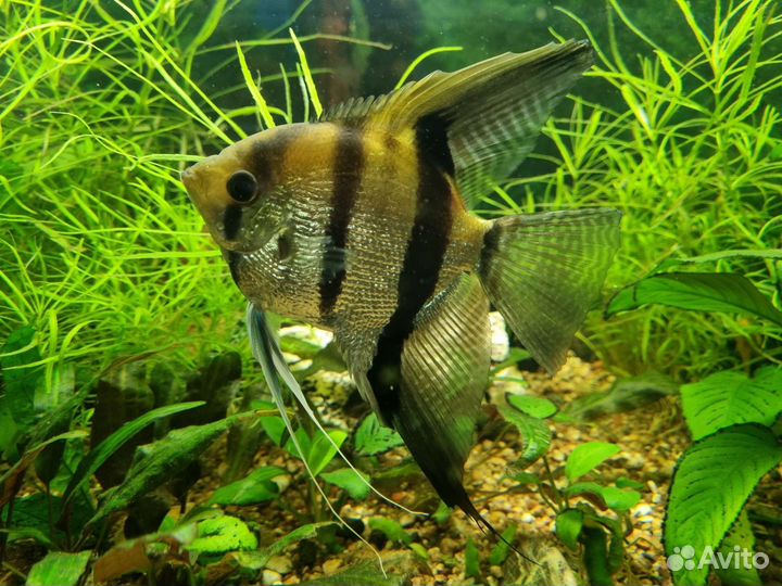 Аквариум 180 л с тумбой, Акваэль