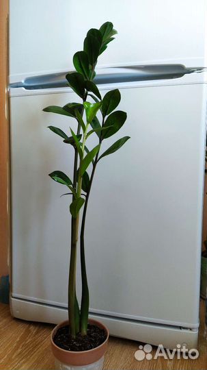 Замиокулькас