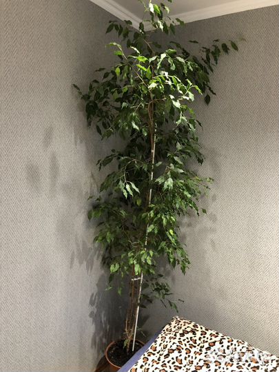 Фикус бенджамина большой