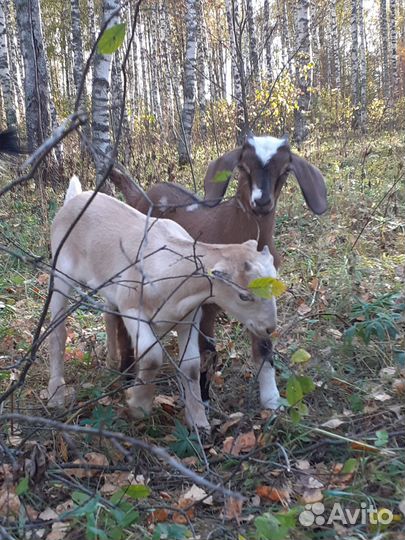 Ламанча, нубийцы