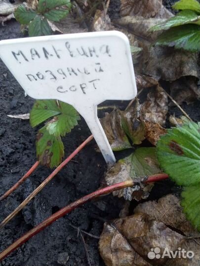 Рассада клубники