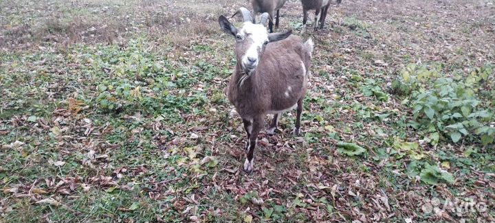 Козы и козлы