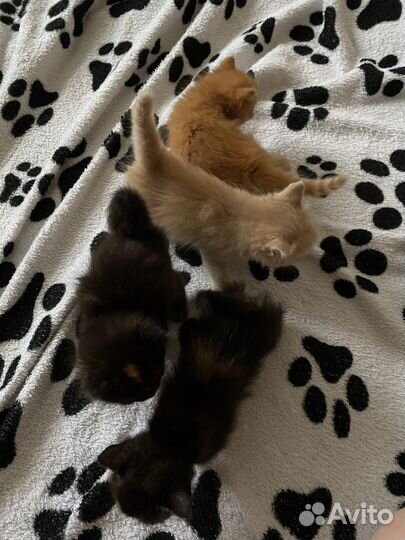 Котята в добрые руки