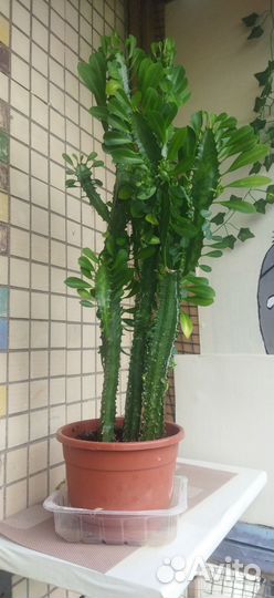 Кактус молочай