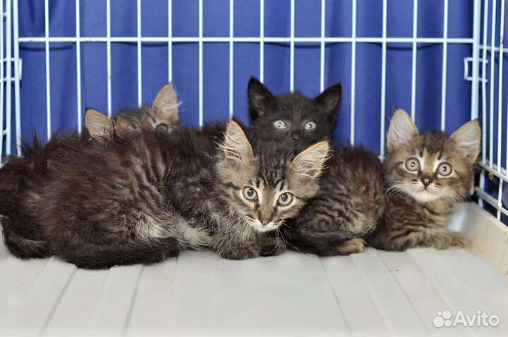 Котята ищут дом