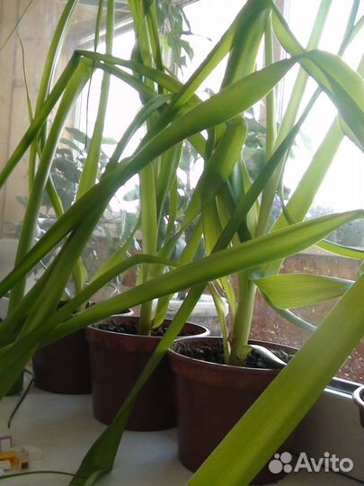 Дельфт Империал