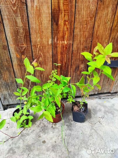 Спирея голден принцесс и другие кустарники