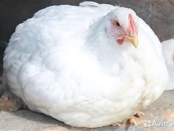 Куры бройлеры живым весом