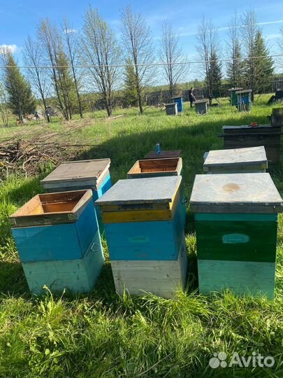 Продам ульи для пчел