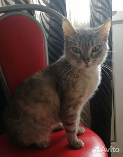 Кошки в добрые руки бесплатно