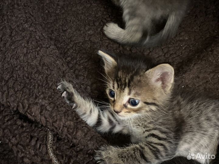 Котята
