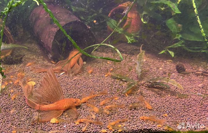 Анциструс вуалевый супер ред