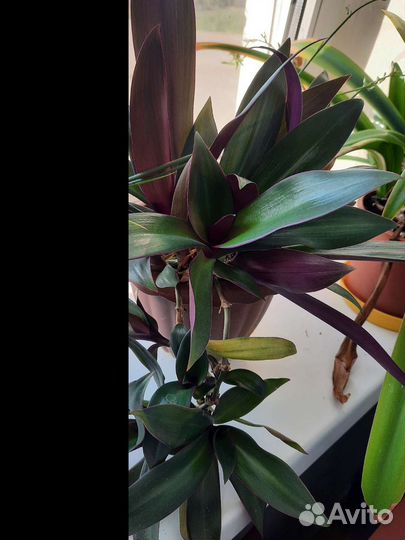 Цветы комнатные