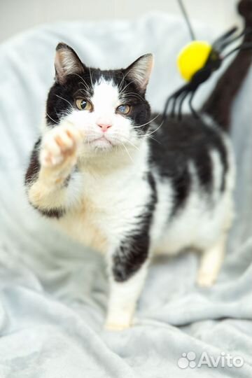 Кошечка Сара