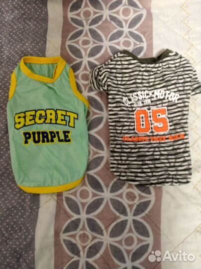 Одежда для кошек