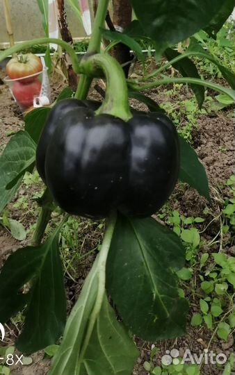 Семена сладкого перца и острого