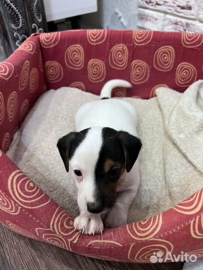 Джек Рассел терьер