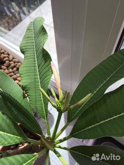 Франжипани (Плюмерия) саженцы из черенков