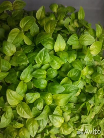 Микрозелень