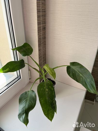 Филодендроны