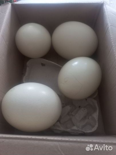 Страусы, Яйцо страуса