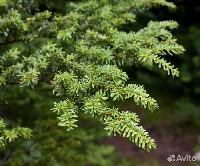 Тсуга разнолистная